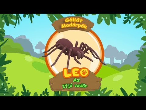 Leo az ifjú vadőr - A góliát madárpók