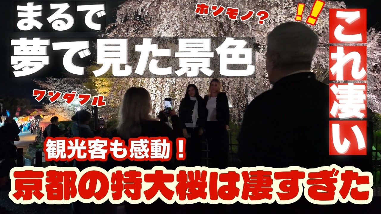 3月30日(月)超！特大桜に外国人観光客も感動【祇園の枝垂れ桜】を歩く円山公園 夜の桜ライトアップ🌸