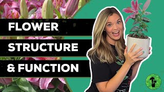 Parts of a Flower | Flower Dissection Lab | Pollination