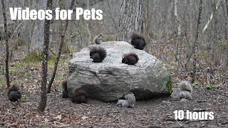 A Scurry of Squirrels in the Forest - 10 Hour Relaxing Video for Pets and People 😺 - Apr 23, 2024