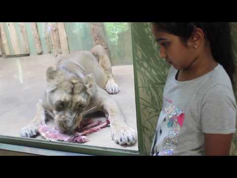 PRAHA ZOO - CZECH REPUBLIC || A MUST VISIT WITH KIDS