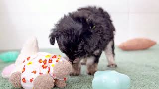 ハーフ犬の動画01