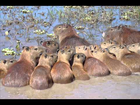 EL LLANERAZO ENTREVERAO - MUSICA LLANERA INSTRUMENTAL JOROPO