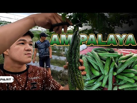 P1-Ampalaya Harvest - EP1048