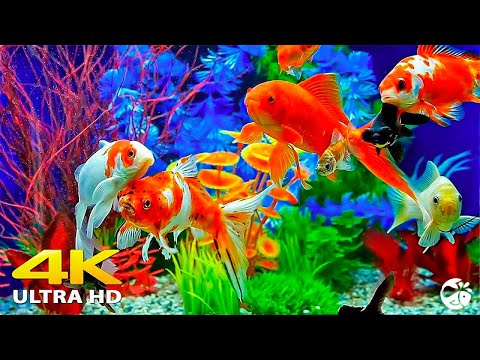 The Best 4K Aquarium for Relaxation III 🐠 Relaxing Oceanscapes - Beautiful Coral Reef Fish