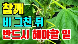 비 그친 후 반드시 해야할일 안하면 후회합니다.