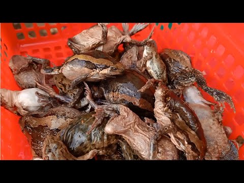 Best Bullfrog Recipe - Asian bullfrog cooking