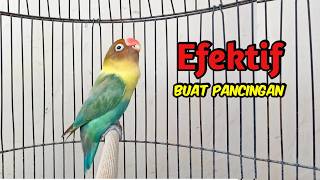 Download lagu Lovebird GACOR Ngekek Panjang EFEKTIF Buat Pancingan Lovebird agar Cepat BUNYI, DENGAR PASTI NYAUT mp3