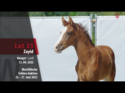 Fohlen-Auktion Lot 25 Zayid Hengst v. Zoom - Beltoni