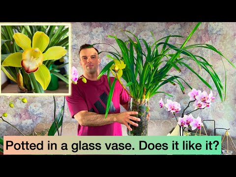 My big CYMBIDIUM ORCHID. Just ONE flower? 🤔 Pot without holes and roots are doing great.