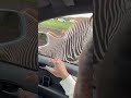 Zebras At Safari Park West Midlands