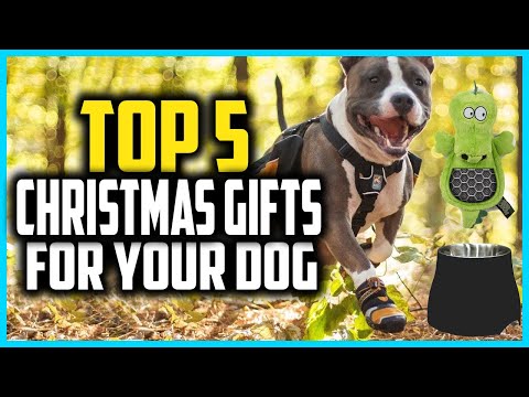 ✅ Top 5 Best Christmas Gifts for Your Dog in 2024