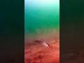 Video Thumbnail for Rainbow trout #underwatercamera #rainbowtrout #shorts