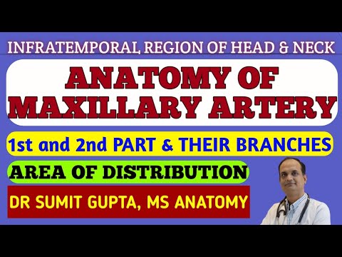 MAXILLARY ARTERY || 1st and 2nd part || Branches