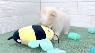 ハーフ犬の動画01