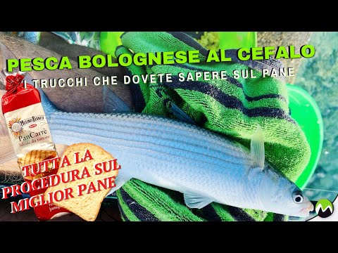 PESCA BOLOGNESE AL CEFALO | I TRUCCHI che dovete sapere sul pane, come prepararlo e l'innesco!