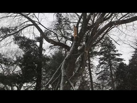 Grand Rapids crews clean up ice storm, wind debris