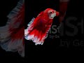 Betta Fish Video Download By Www Pixabay Com