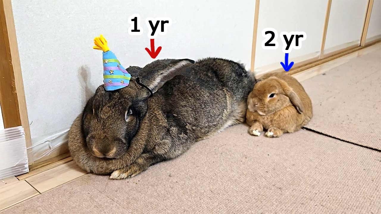 Giant Rabbit Birthday Surprise! Cake & Party