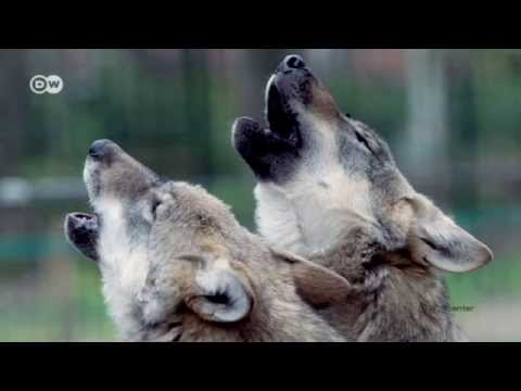 Die Wölfe sind zurück | Global ideas