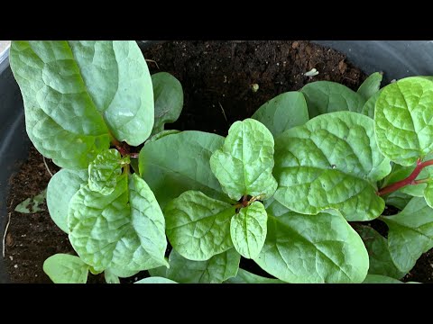 , title : 'Malabar Spinach: Sowing Growing Harvesting Propagating Pest Control & Cooking #MalabarSpinach'