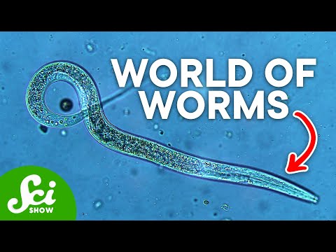 The Most Important Animal You've Never Seen | Meet the Nematode