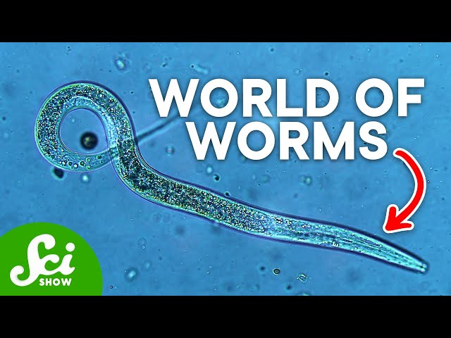 Video Pronunciation of nematode in English