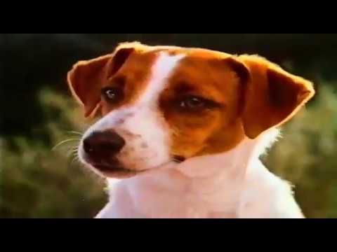 Products that changed their name:  Mr Dog