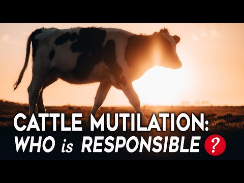 , title : 'Cattle Mutilation: Who is responsible?'