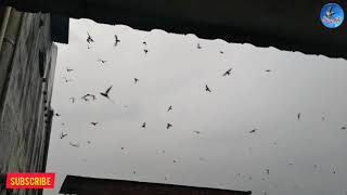 Download lagu SP.PJW dan SI.INAP LIUR 77 REVISI Mantap mp3 Download lagu SP.PJW dan SI.INAP LIUR 77 REVISI Mantap mp3