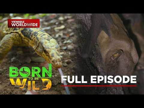 Gentle Yellow-Headed Water Monitor Lizard; Bats in a Classroom | Born To Be Wild (Full Episode)