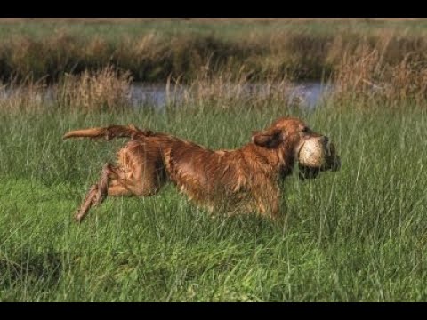 JagersTV Afl. 5 - Nimrod 2019, biotoopverbetering, e-screener, beëdiging jachtopzichter/BOA's