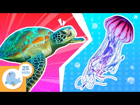 ANIMALES del AGUA 🐢🌊 Animales para niños 🐸 Recopilación +20 minutos