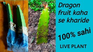 dragon fruit plant kaha se kharide