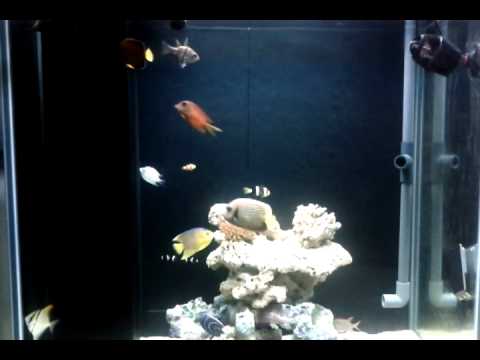 fish tank 21/9/11