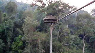 Gibbon Experience - Zip wire home to treehouse 5