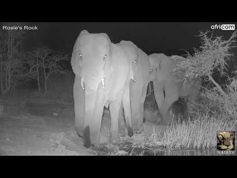Elephant Herd at Rosie's Rock