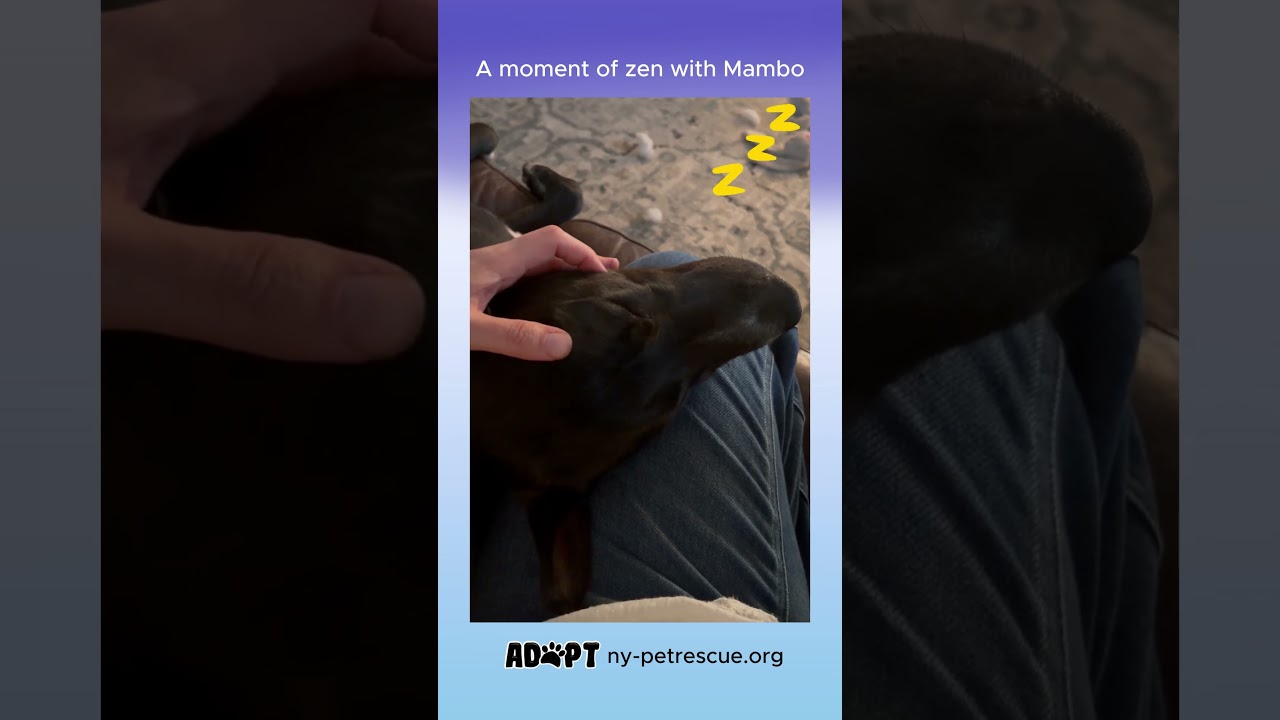 Enlarge Mambo, a ADOPTABLE mixed breed in Harrison, NY video 6/6