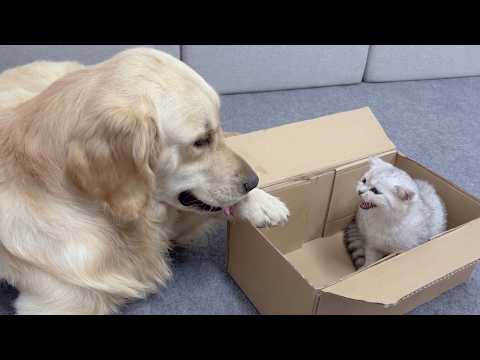 YouTube 썸네일
