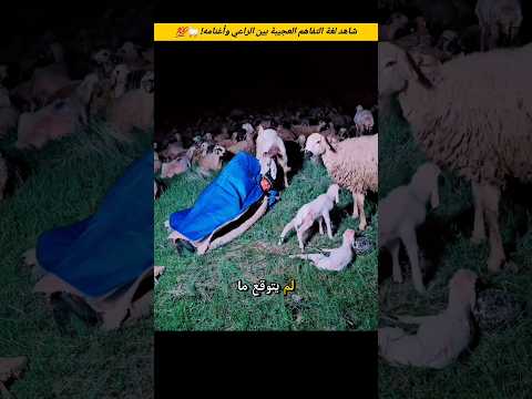 همس لها بكلمات فهدأت فوراً.. شاهد لغة التفاهم العجيبة بين الراعي وأغنامه! 🐑😳