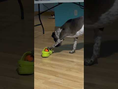 Athena “The Goddess getting her ball out of a #crocs #shorts