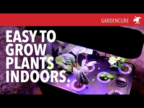 Hydroponic at home: GardenCube