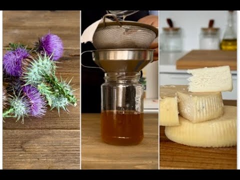 how to Make Rennet for Cheese 🧀  from Wild Thistle