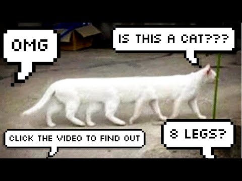 OMG So Cute Cats 🐈 Best Funny Cat Videos 2021 #1