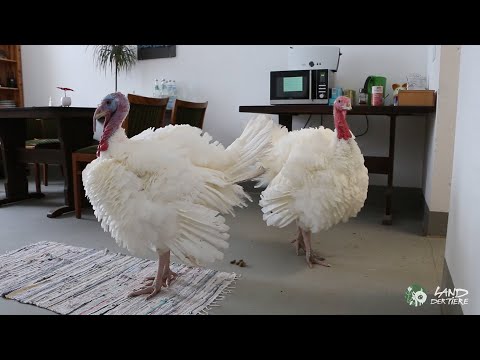 Puten im Haus 🦃