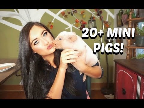 Meet My Pet Mini Pigs!