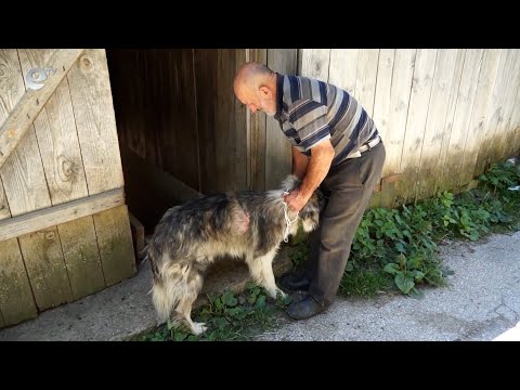 Бориковци: Въпрос на време е мечка да нападне човек