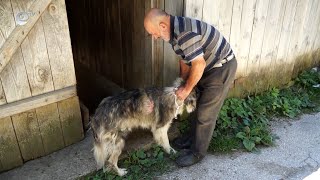 Бориковци: Въпрос на време е мечка да нападне човек