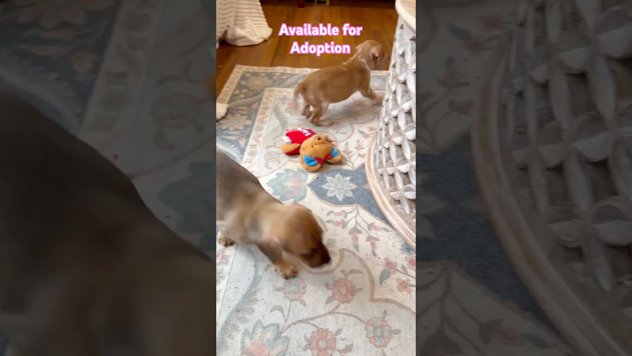 FORKY, an adopted mixed breed in Madisonville, LA video 4/4