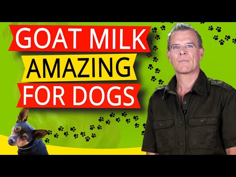 How Goat Milk is Good For Dogs (7 VERY Healthy Benefits)